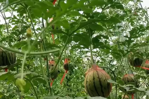 分析西瓜裂瓜原因的方法和重点?探究西瓜裂瓜要做好哪些细节?插图3 分析西瓜裂瓜原因的方法和重点?探究西瓜裂瓜要做好哪些细节?插图3