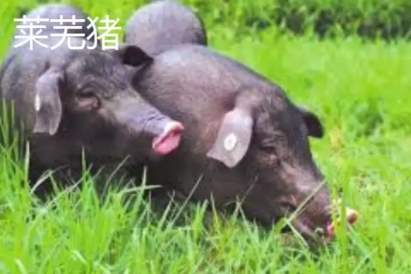 认识华北型猪品种的方法和重点？养猪要做好哪些地域品种了解细节？插图1