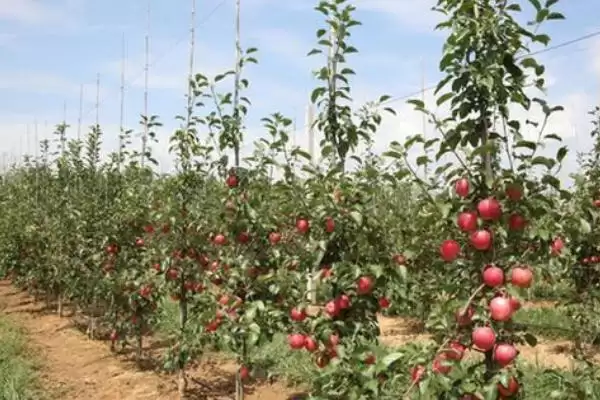 苹果为什么会着色不良以及如何防治,可能是品种差、缺少光照和营养等因素造成插图3 苹果为什么会着色不良以及如何防治,可能是品种差、缺少光照和营养等因素造成插图3