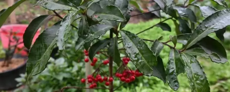 修剪朱砂根的方法和重点？修剪朱砂根要做好哪些细节？-会东网