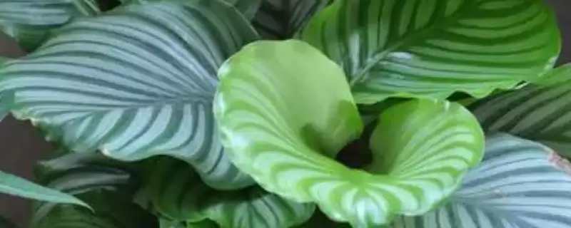 青苹果竹芋怎么养爆盆，在生长期每周施加一次稀薄的有机肥-会东网