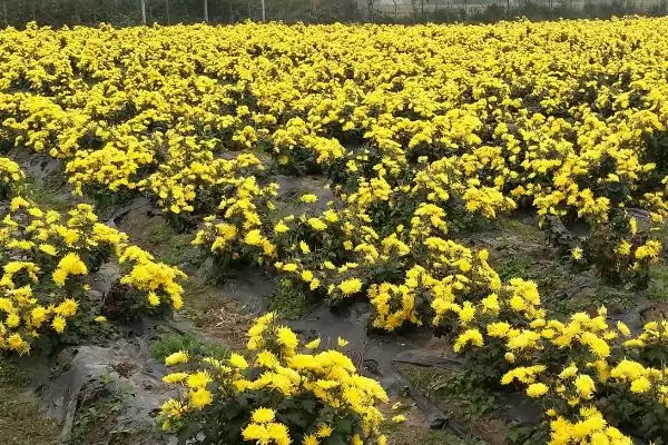 图片[2]-菊花室内越冬方法 ,菊花在室内越冬要做好什么措施？-会东网