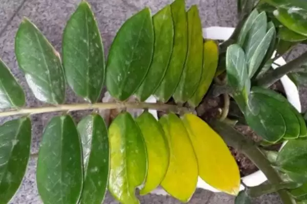 金钱树叶子发黄的修剪 ,金钱树叶子黄了怎么进行修剪插图2