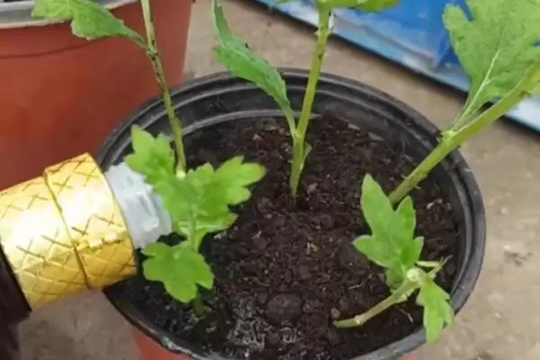 扦插菊花时间秘籍：3-5月扦插为佳的科学依据插图3