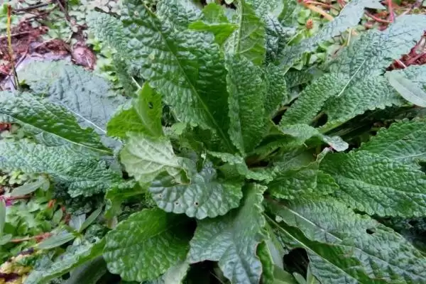 图片[5]-种植雪见草的方法和重点？种植雪见草要做好哪些细节？-会东网