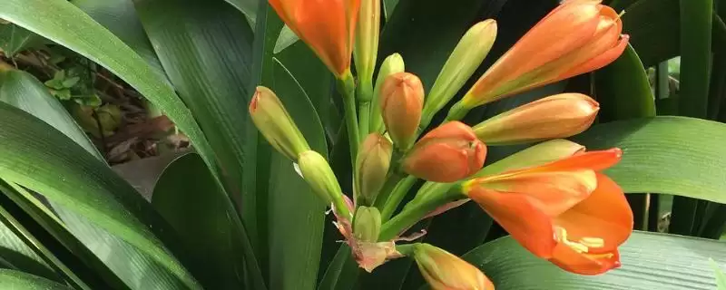 君子兰叶片腐烂的补救 ,君子兰叶片腐烂为何要停浇水呢？-会东网