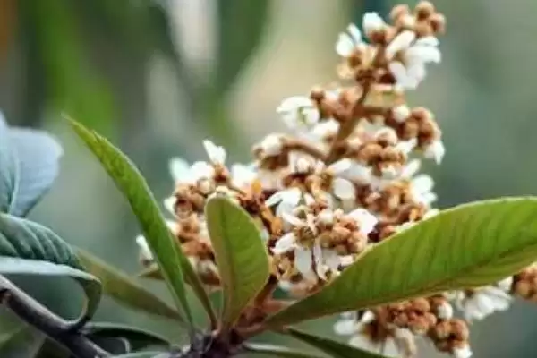 图片[3]-枇杷什么时候开花，盛花期在11-12月-会东网