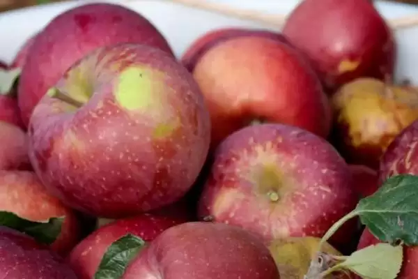 大凉山丑苹果好不好吃，果肉甘甜且细腻插图4