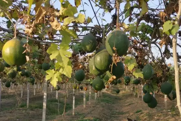 评估种植瓜蒌前景的方法和重点？分析瓜蒌前景要做好哪些细节？插图4