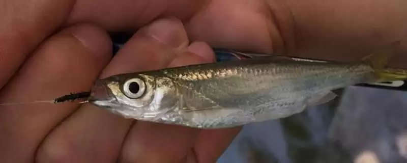 秋田狐钩钓白条鱼效果解析：钩身轻对白条鱼的吸引力-会东网
