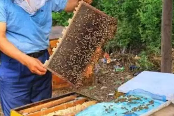图片[5]-新手养蜂如何避免蜂群逃跑，使用无异味的蜂箱可让蜂群安定-会东网