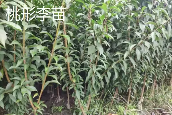 图片[7]-李子树苗有哪些好品种，蜂糖李、青脆李等品种均可选择-会东网