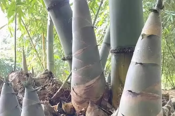 图片[5]-竹子种植成本的核算和要点？种植竹子成本计算需关注哪些？-会东网