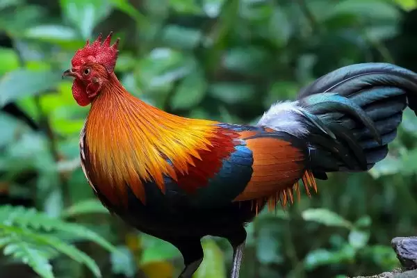 区分原鸡和野鸡的方法和重点?养鸡要做好哪些品种区分工作?插图3 区分原鸡和野鸡的方法和重点?养鸡要做好哪些品种区分工作?插图3