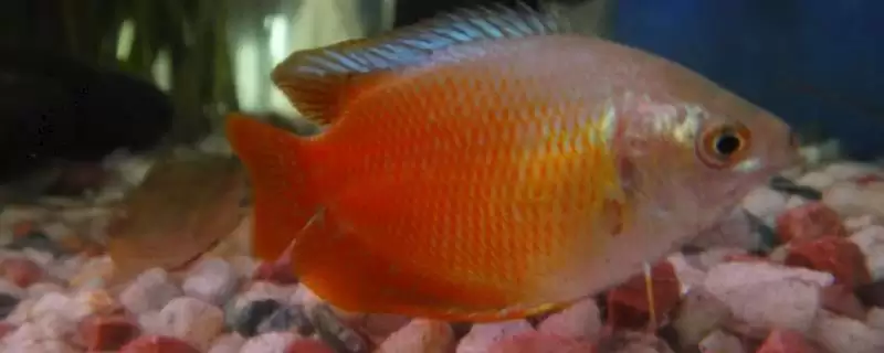 丽丽鱼的食物种类 ,丽丽鱼可以喂哪些活饵食物呢?-会东网