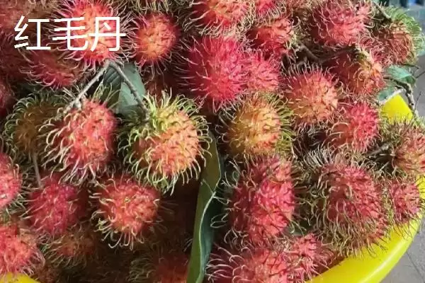 图片[5]-荔枝对阳光的需求 ,荔枝树生长期为何需长时间光照？-会东网