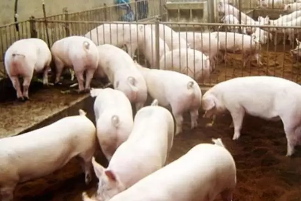 选择猪拉稀快速痊愈药物的方法和重点？养猪要做好哪些用药治疗细节？插图2