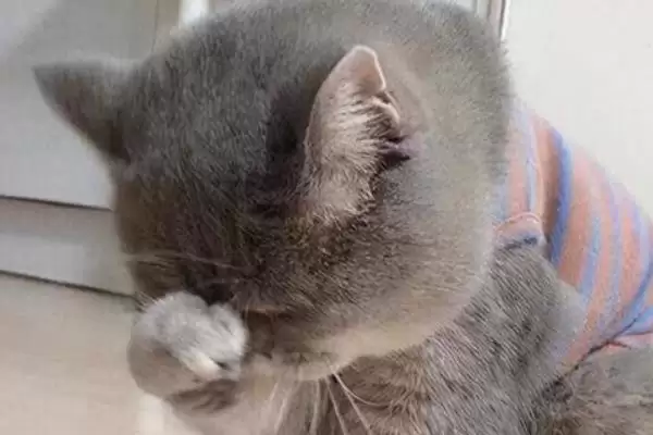 猫咪犯错后会有怎样的表现 ,猫咪犯错常装可怜或躲着观察插图7 猫咪犯错后会有怎样的表现 ,猫咪犯错常装可怜或躲着观察插图7