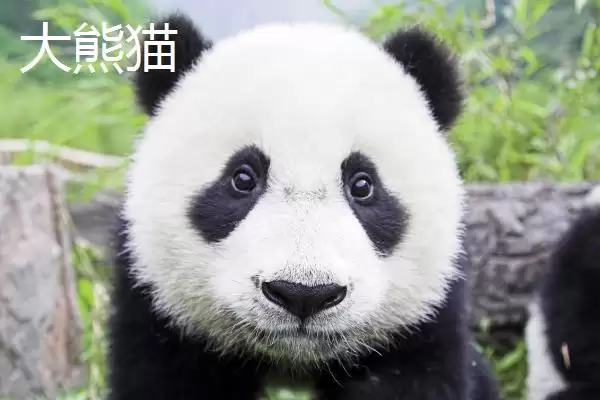 认识山上常见野生动物的方法和重点?养猪环境与野生动物有哪些相关细节?插图4 认识山上常见野生动物的方法和重点?养猪环境与野生动物有哪些相关细节?插图4