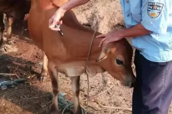 牛缺钙的早期症状警示：消化障碍和异嗜现象早发现插图2