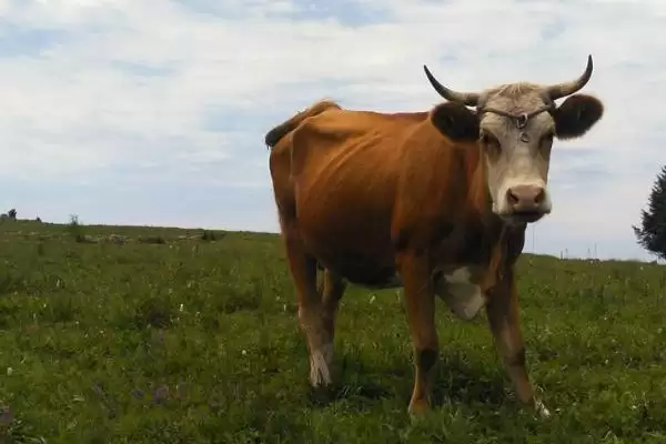 牛的体型和体重之谜:与品种和性别相关的秘密插图2 牛的体型和体重之谜:与品种和性别相关的秘密插图2