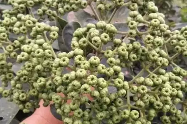 图片[3]-吴茱萸产地的分布和要点？了解吴茱萸产地需关注哪些关键信息？-会东网