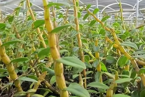 图片[4]-铁皮石斛属于温性还是寒性药材？判断铁皮石斛药材属性要了解哪些药理特性？-会东网
