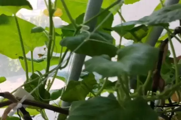 阳台种植南瓜用土深度的方法和重点?阳台种南瓜用土要做好哪些细节?插图7 阳台种植南瓜用土深度的方法和重点?阳台种南瓜用土要做好哪些细节?插图7