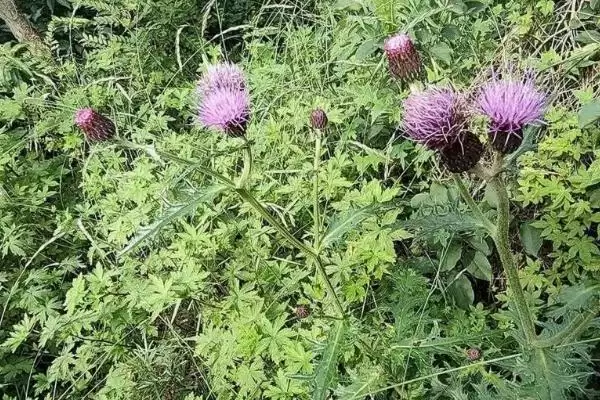 图片[5]-小蓟植物属性的要点和解读？解读小蓟植物属性需注意什么？-会东网