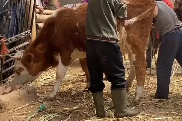 母牛多久没产出小牛算难产呢 ,母牛超过 8 小时未产出小牛算为难产插图3 母牛多久没产出小牛算难产呢 ,母牛超过 8 小时未产出小牛算为难产插图3