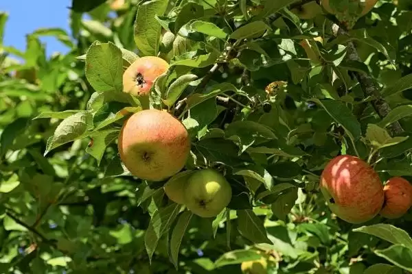 苹果树病虫害的防治方法，早春是防治的关键时期插图3