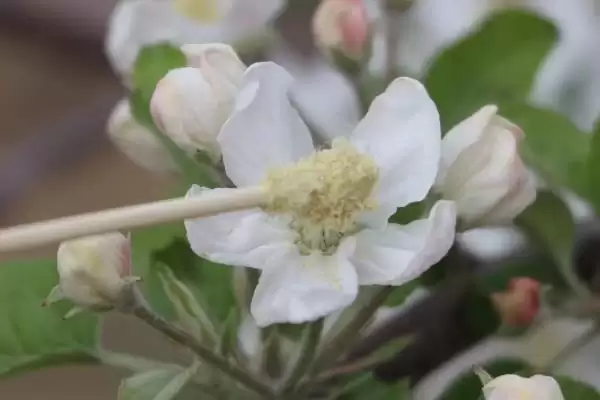 苹果树的存活时间,一般能达到50年左右插图9 苹果树的存活时间,一般能达到50年左右插图9