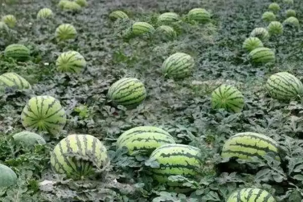 选择能增加西瓜甜度肥料的方法和重点?选西瓜增甜肥料要做好哪些细节?插图2 选择能增加西瓜甜度肥料的方法和重点?选西瓜增甜肥料要做好哪些细节?插图2