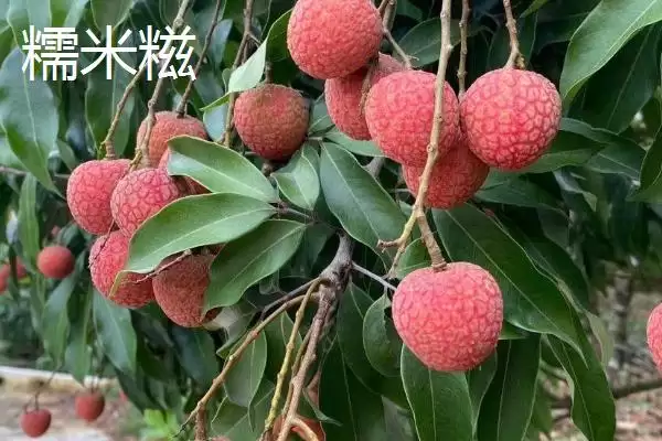 图片[7]-灵山荔枝的品种特点 ,灵山荔枝三月红有何成熟优势？-会东网
