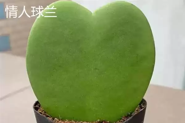 球兰换盆最佳时间解析：一年四季可换盆的优势及注意插图12