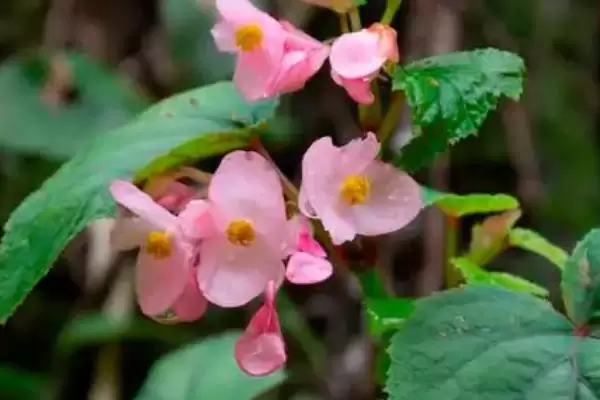 图片[6]-秋海棠花语解析：思念、快乐、温柔等寓意的由来-会东网