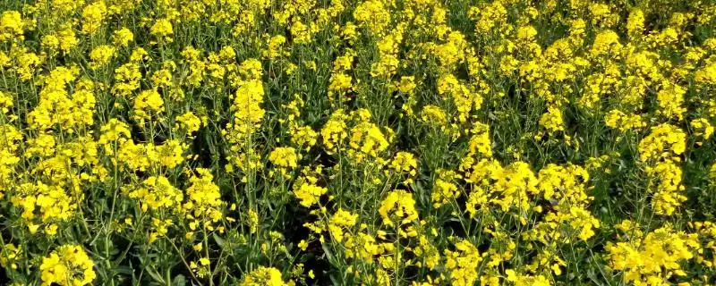 哪种油菜专用肥料比较好，适量追施钾肥效果更佳-会东网