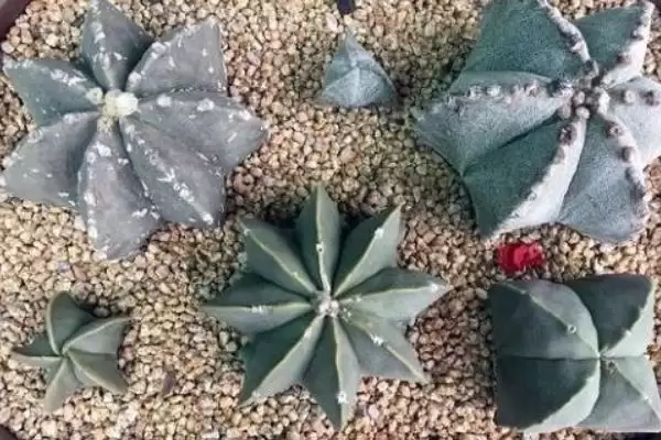 图片[5]-鸾凤玉烂根怎么解决 ,鸾凤玉烂根的处理方法是什么-会东网