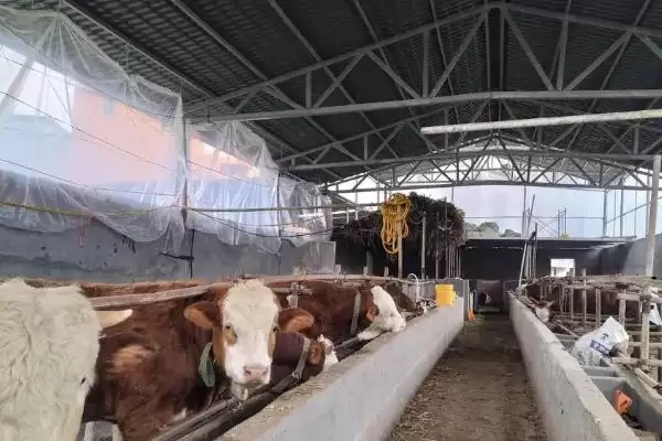 牛圈冬天保暖攻略：通风口覆盖塑料布的实用技巧插图1