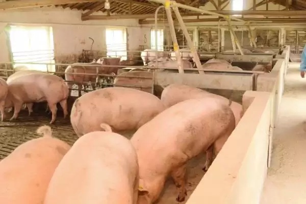 母猪热应激要如何解决处理呢,母猪热应激可采取降温、补维生素等措施插图2 母猪热应激要如何解决处理呢,母猪热应激可采取降温、补维生素等措施插图2