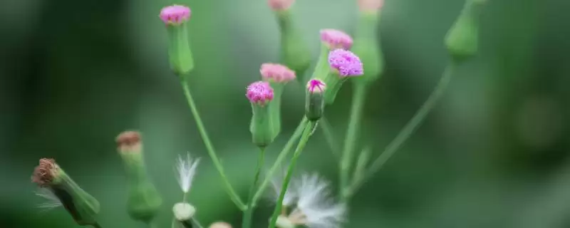 种植一点红的方法和重点？种植一点红要做好哪些细节？-会东网