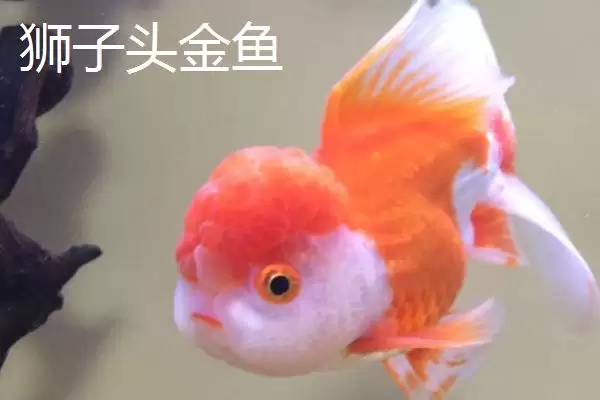 图片[5]-买金鱼去哪里买比较好 ,买金鱼选择什么市场合适-会东网