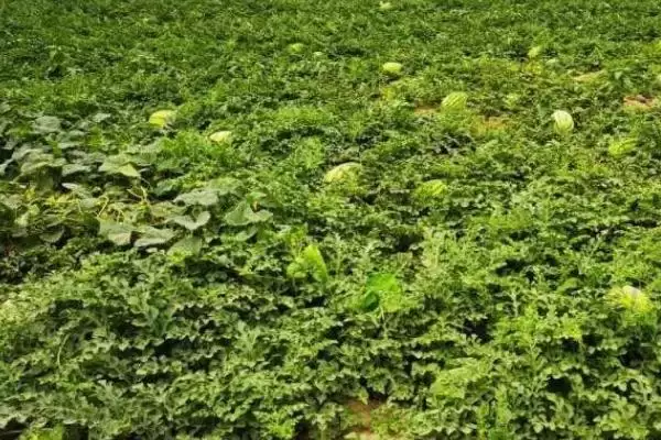 确定西瓜成熟月份的方法和重点？判断西瓜成熟要做好哪些细节？插图2