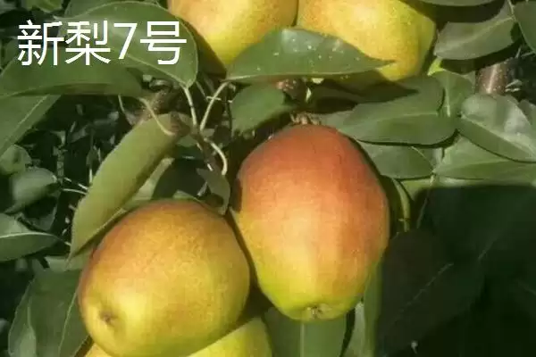图片[2]-认识优质梨子品种的方法和重点？认识优质梨子品种要做好哪些细节？-会东网