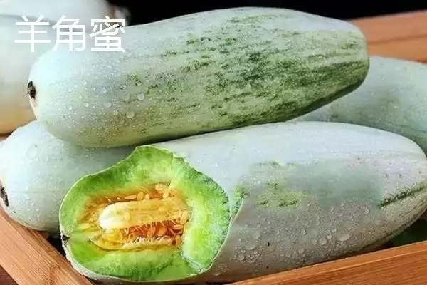 了解甜瓜品种的方法和重点？认识甜瓜品种要做好哪些细节？插图7