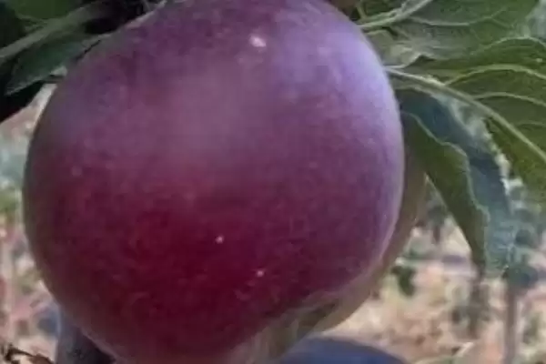 宇宙脆苹果有什么特点，用冰箱冷藏可保鲜1年插图1