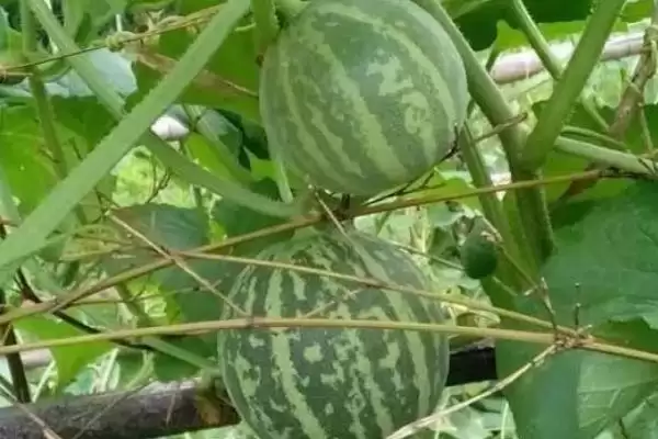 香水瓜种子选种的方法和重点？选香水瓜种子要做好哪些细节？插图3