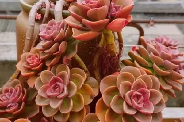 巧克力多肉盆栽注意事项?插图4 巧克力多肉盆栽注意事项?插图4