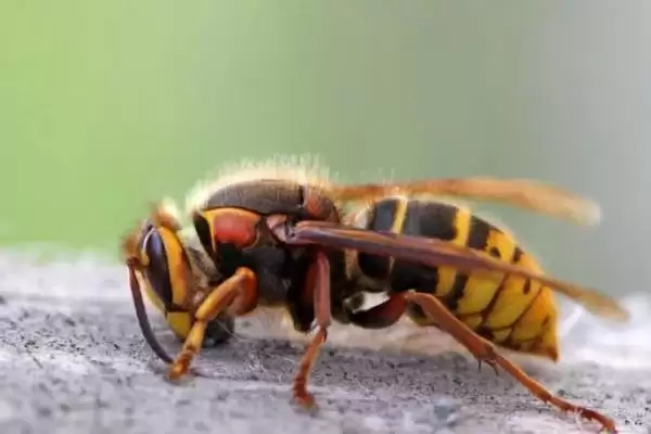 被土蜂蛰了怎么办，处理前要拔除毒针插图3