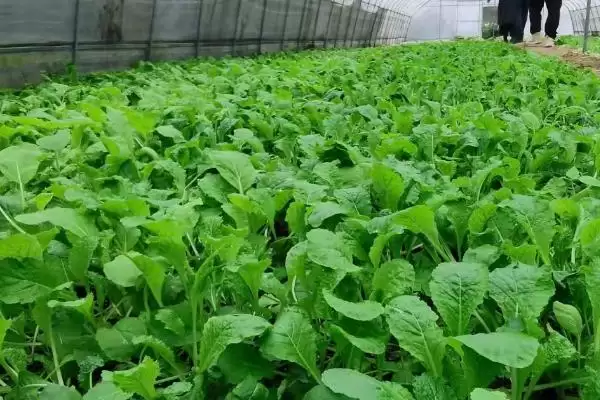 图片[4]-种植蔬菜需考虑的因素和要点？种植蔬菜需关注哪些关键要素？-会东网